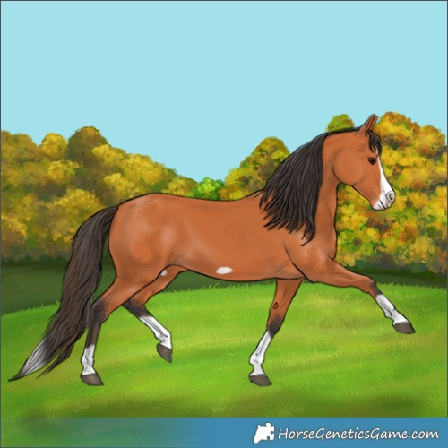 Horse Color:Bay Splash Frame