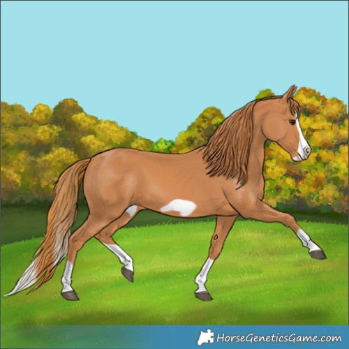 Horse Color:Chestnut Splash Frame 