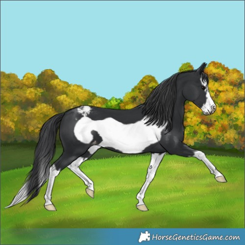Horse Color:Black Splash Frame Varnish