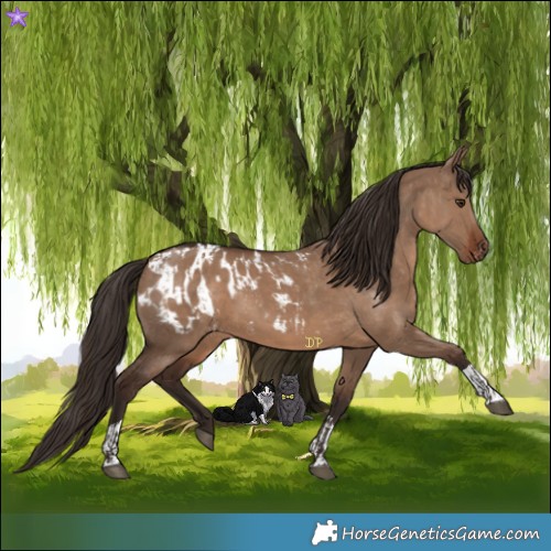 Horse Color:Liver Red Dun  and Liver Red Dun Appaloosa 