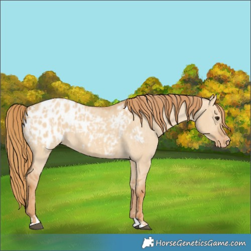 Horse Color:Red Dun Appaloosa  and Red Dun Appaloosa 