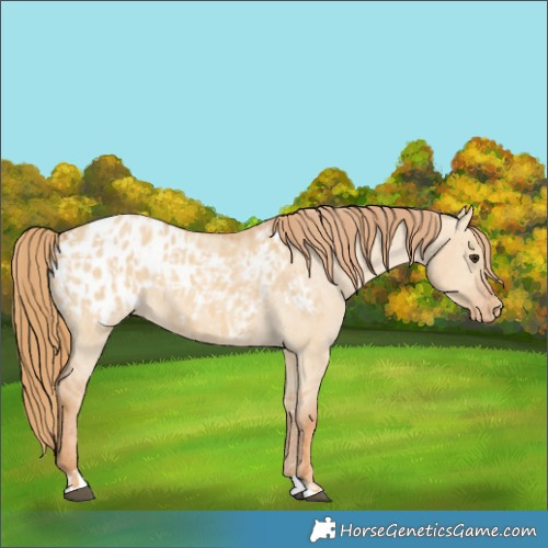 Horse Color:Red Dun Appaloosa  and Red Dun Appaloosa 
