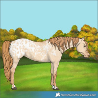 Horse Color:Red Dun Appaloosa  and Red Dun Appaloosa 