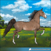 Horse Color:Liver Red Dun  and Liver Red Dun Rabicano 