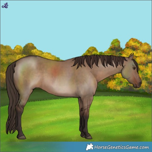 Horse Color:Liver Red Dun  and Liver Red Dun 