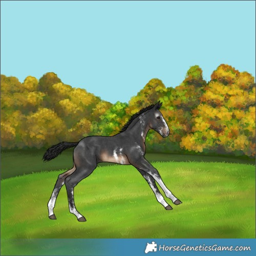 Horse Color:Gray Brown Sabino 