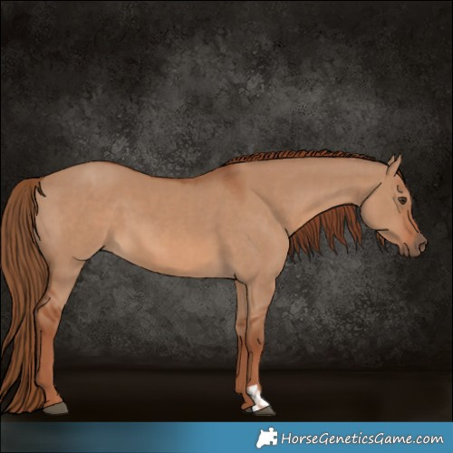 Horse Color:Red Dun  and Red Dun 
