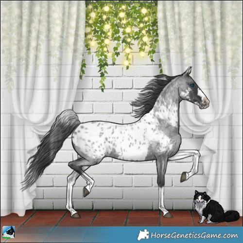 Horse Color:White Spotted Blue Roan Splash Frame Near Leopard