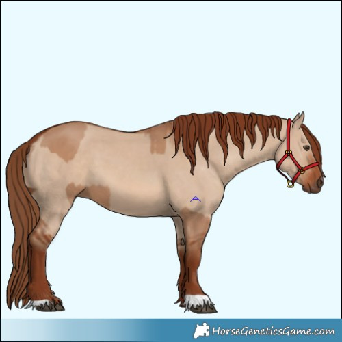 Horse Color:Red Dun  and Red Dun 