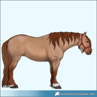 Horse Color:Red Dun  and Red Dun 