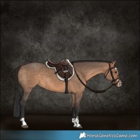 Horse Color:Bay Dun  and Bay Dun 