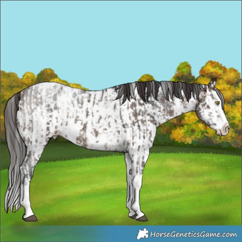 Horse Color:White Spotted Brown Dun Sabino Splash Brindle  and Bay Sabino Splash Appaloosa 