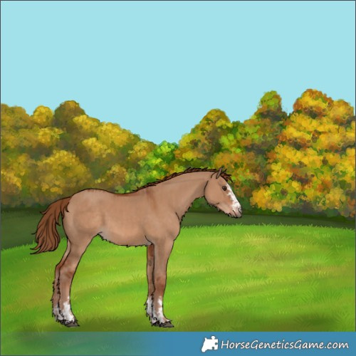 Horse Color:Red Dun and Red Dun