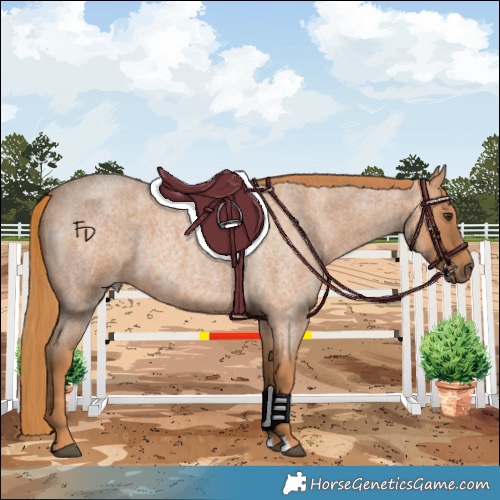 Horse Color:Red Roan
