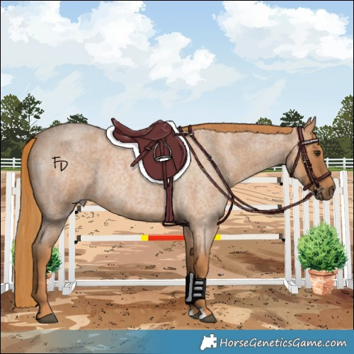 Horse Color:Red Roan 