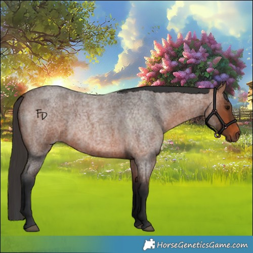 Horse Color:Bay Roan 