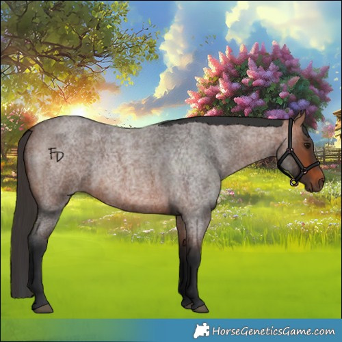 Horse Color:Bay Roan 