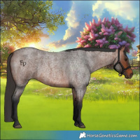 Horse Color:Bay Roan 