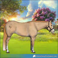 Horse Color:Red Dun Splash 