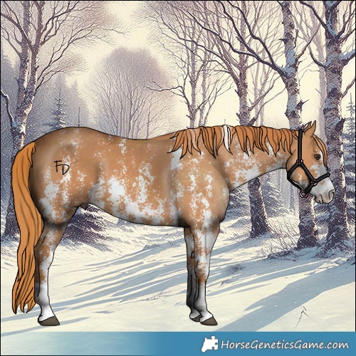 Horse Color:Chestnut Sabino