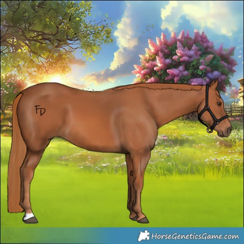 Horse Color:Chestnut 