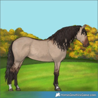 Horse Color:Liver Red Dun  and Liver Red Dun Rabicano 