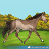 Horse Color:Red Dun  and Liver Red Dun 