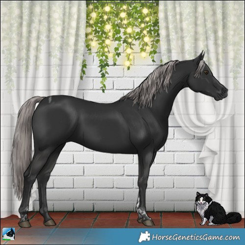 Horse Color:Gray Platinum Liver Chestnut Tobiano Rabicano 