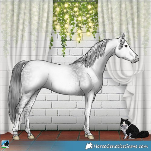 Horse Color:Gray Platinum White Spotted Brown Splash Tobiano