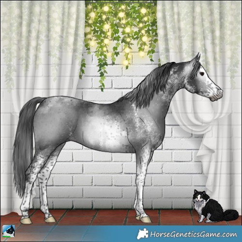 Horse Color:Gray Platinum White Spotted Brown Splash Tobiano