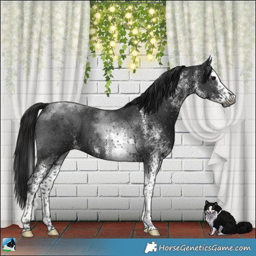 Horse Color:Gray Platinum White Spotted Brown Splash Tobiano 