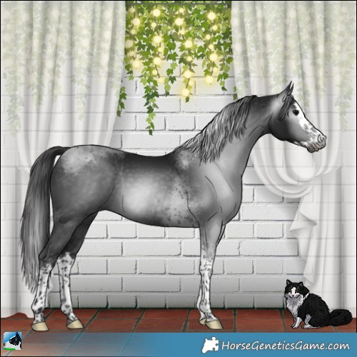 Horse Color:Gray Platinum Brown Splash Tobiano Rabicano 