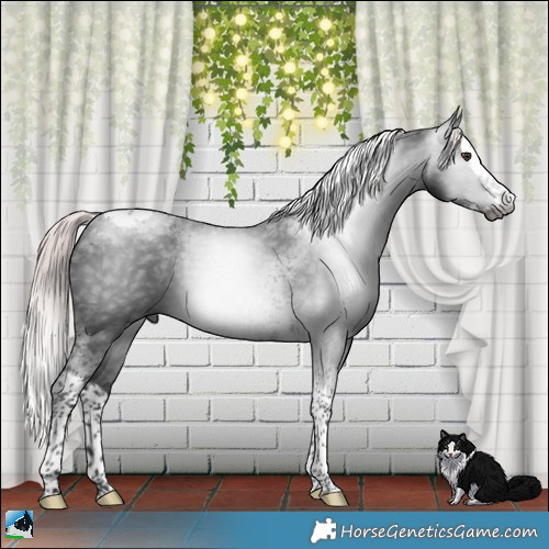 Horse Color:Gray Platinum Liver Chestnut Splash Tobiano 
