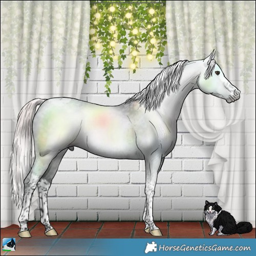 Horse Color:Gray Platinum Liver Chestnut Splash Tobiano 