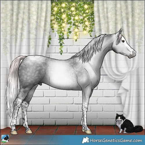 Horse Color:Gray Platinum Liver Chestnut Splash Tobiano 