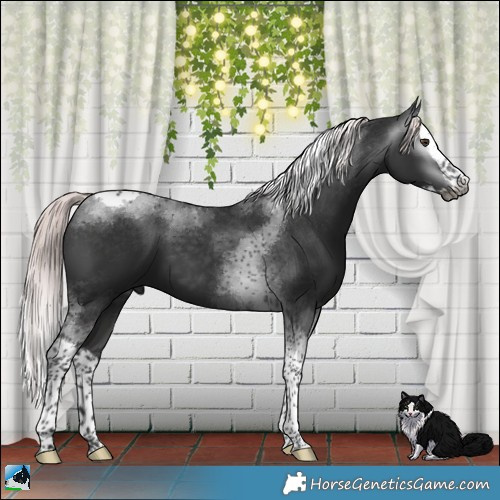 Horse Color:Gray Platinum Liver Chestnut Splash Tobiano 