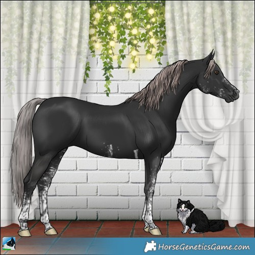 Horse Color:Gray Platinum White Spotted Liver Chestnut Tobiano 