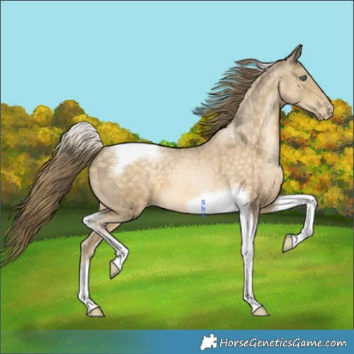 Horse Color:Buckskin Pearl Tobiano