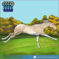 Horse Color:Buckskin Pearl Tobiano