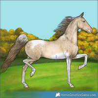 Horse Color:Buckskin Pearl Tobiano