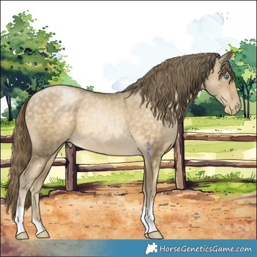 Horse Color:Buckskin Pearl 