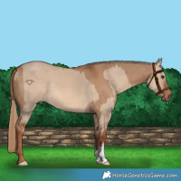 Horse Color:Red Dun and Red Dun