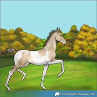 Horse Color:Buckskin Pearl Tobiano 