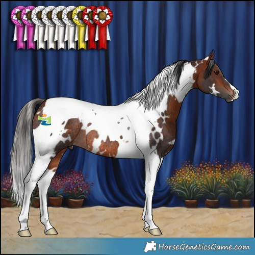 Horse Color:White Spotted Bay Tobiano Rabicano 