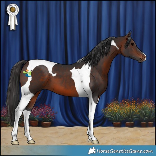 Horse Color:Brown Tobiano 