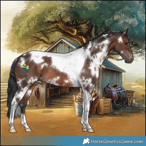 Horse Color:White Spotted Brown Tobiano 