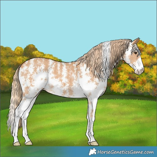 Horse Color:Chestnut Sabino 