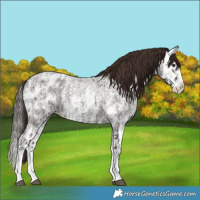Horse Color:Liver Red Roan Sabino Splash Leopard  and Liver Red Roan Sabino Splash 