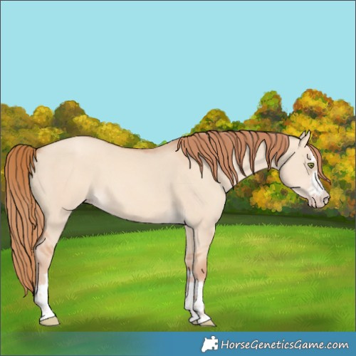 Horse Color:Gold Champagne Dun  and Gold Champagne Dun 