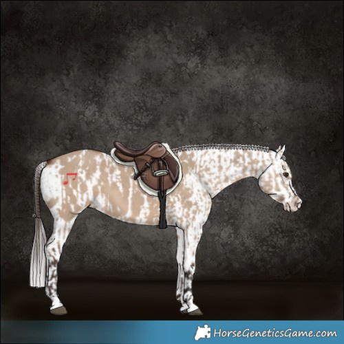 Horse Color:Liver Red Dun  and Liver Red Dun Blanket 